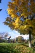 Autumn Leaves, Vancouver Nature