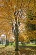 Autumn Leaves, Vancouver Nature