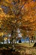 Autumn Leaves, Vancouver Nature