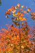 Autumn Leaves, Vancouver Nature