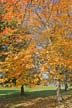 Autumn Leaves, Vancouver Nature