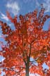 Autumn Leaves, Vancouver Nature