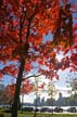 Autumn Leaves, Vancouver Nature