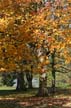 Autumn Leaves, Vancouver Nature