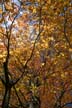 Autumn Leaves, Vancouver Nature