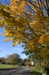 Autumn Leaves, Vancouver Nature