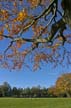 Autumn Leaves, Vancouver Nature