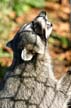 Raccoon, Canada Stock Photos