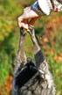 Feeding Raccoon, Canada Stock Photos