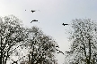 Winter And Ducks, Canada Stock Photos