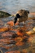 Gazing Duck, Canada Stock Photos