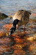 Birds, Canada Stock Photos