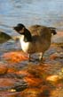 Duck, Canada Stock Photos