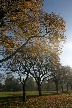 Trees, Canada Stock Photos