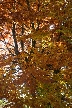 Fall, Canada Stock Photos