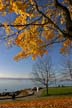 Autumn Leaves, Vancouver Nature