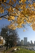 Golden Leaves, Canada Stock Photos