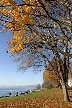 Golden Leaves, Canada Stock Photos