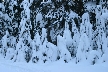 Cypresses Park, Canada Stock Photos