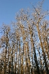 Trees, Canada Stock Photos