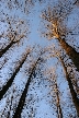 Trees, Canada Stock Photos