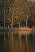 Trees, Canada Stock Photos