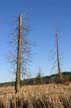 Trees, Canada Stock Photos