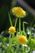 Dandelion, Canada Stock Photos