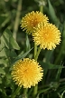 Dandelion, Canada Stock Photos