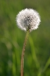 Flowers, Canada Stock Photographs