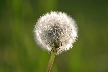 Flowers, Canada Stock Photographs