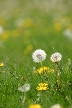 Dandelions, Canada Stock Photos