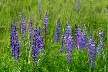 Vancouver Nature, Canada Stock Photos