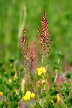 Flowers, Canada Stock Photos