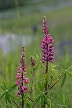 Wildflowers, Canada Stock Photos