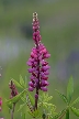 Wildflowers, Canada Stock Photos