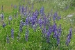 Wildflowers, Canada Stock Photos