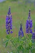 Wildflowers, Canada Stock Photos