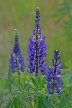 Purple Wildflowers, Canada Stock Photos