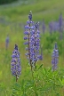 Wildflowers, Canada Stock Photos