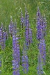 Wildflowers, Canada Stock Photos