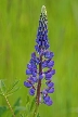 Purple Wildflowers, Canada Stock Photos