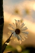 Daisy, Canada Stock Photos