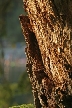 Belcarra Regional Park, Canada Stock Photos