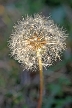 Dandelion Seeds, Canada Stock Photos