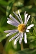 White Daisy, Canada Stock Photos