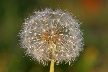 Dandelion Seeds, Canada Stock Photos