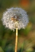 Dandelion Seeds, Canada Stock Photos