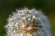 Dandelion Seeds, Canada Stock Photos