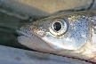 Fish Market, Canada Stock Photographs